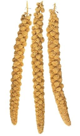 Yellow Foxtail Millet Sprays