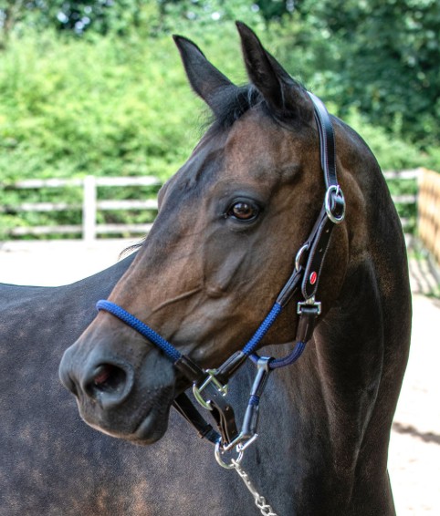 Whitaker Raywell Head Collar